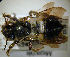  (Megachile bituberculata - MegBOL 0074)  @11 [ ] CreativeCommons - Attribution Non-Commercial Share-Alike (2011) Connal Eardley ARC-Plant Protection Research Institute