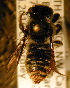  (Megachile seewaldi - MegBOL 0008)  @11 [ ] CreativeCommons - Attribution Non-Commercial Share-Alike (2011) Connal Eardley ARC-Plant Protection Research Institute