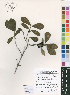  ( - Burrows06763)  @11 [ ] No Rights Reserved  Unspecified Unspecified