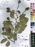  (Hymenaea - Burrows08599)  @11 [ ] No Rights Reserved  Unspecified Unspecified