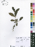  (Fadogiella stigmatoloba - Burrows09578)  @11 [ ] No Rights Reserved  Unspecified Unspecified