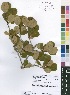  (Erythroxylum platyclados - Burrows10682)  @11 [ ] No Rights Reserved  Unspecified Unspecified