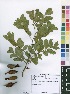  (Julbernardia sp - Burrows10818)  @11 [ ] No Rights Reserved  Unspecified Unspecified