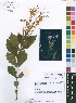  (Clerodendrum incisum - Burrows11018)  @11 [ ] No Rights Reserved  Unspecified Unspecified
