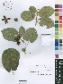  (Lindackeria sp - Burrows11218)  @11 [ ] No Rights Reserved  Unspecified Unspecified