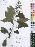  (Rotheca luembensis subsp. niassensis - Burrows11223)  @11 [ ] No Rights Reserved  Unspecified Unspecified