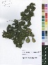  (Guibourtia - Burrows11308)  @11 [ ] No Rights Reserved  Unspecified Unspecified