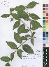  (Garcinia acutifolia - Burrows11371)  @11 [ ] No Rights Reserved  Unspecified Unspecified