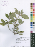  (Psychotria pumila - Burrows11719)  @11 [ ] No Rights Reserved  Unspecified Unspecified