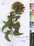  (Clerodendrum pleiosciadium - Burrows11746)  @11 [ ] No Rights Reserved  Unspecified Unspecified