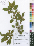  ( - Burrows12535)  @11 [ ] No Rights Reserved  Unspecified Unspecified