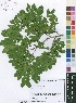  (Scorodophloeus - Burrows12595)  @11 [ ] No Rights Reserved  Unspecified Unspecified