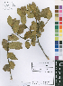  (Paropsia brazzeana - Fishwick s.n._5369010)  @11 [ ] No Rights Reserved  Unspecified Unspecified