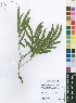  (Elephantorrhiza - McCleland0828)  @11 [ ] No Rights Reserved  Unspecified Unspecified