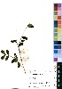  ( - OM2227)  @11 [ ] No Rights Reserved  Unspecified Unspecified