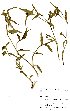  ( - OM342A)  @11 [ ] No Rights Reserved  Unspecified Unspecified