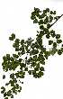  ( - RBN314)  @11 [ ] No Rights Reserved  Unspecified Unspecified