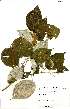  (Croton steenkampianus - RBN364)  @11 [ ] No Rights Reserved  Unspecified Unspecified