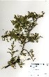  (Acacia luederitzii var. retinens - RL1285)  @11 [ ] No Rights Reserved  Unspecified Unspecified