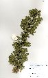 (Acacia hebeclada subsp hebeclada - RL1317)  @11 [ ] No Rights Reserved  Unspecified Unspecified