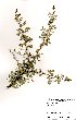  (Senegalia mellifera detinens - RL1329)  @11 [ ] No Rights Reserved  Unspecified Unspecified