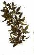  (Rhus transvaalensis - RL1427)  @11 [ ] No Rights Reserved  Unspecified Unspecified