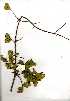  (Combretum mossambicense - RL1508)  @11 [ ] No Rights Reserved  Unspecified Unspecified