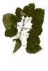  ( - RL1574)  @11 [ ] No Rights Reserved  Unspecified Unspecified