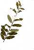  ( - RL1583)  @11 [ ] No Rights Reserved  Unspecified Unspecified