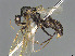  (Camponotus MG m12 - CASENT0007584-D01)  @11 [ ] CreativeCommons  Attribution Non-Commercial Share-Alike (2023) Michele Esposito California Academy of Sciences