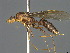  (Camponotus MG m22 - CASENT0113975-D01)  @11 [ ] CreativeCommons  Attribution Non-Commercial Share-Alike (2023) Michele Esposito California Academy of Sciences