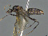  (Camponotus MG m17 - CASENT0157519-D01)  @11 [ ] CreativeCommons  Attribution Non-Commercial Share-Alike (2023) Michele Esposito California Academy of Sciences