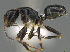  ( - CASENT0195365-D01)  @11 [ ] CreativeCommons  Attribution Non-Commercial Share-Alike (2023) Michele Esposito California Academy of Sciences