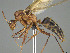  (Camponotus MG m01 - CASENT0229810-D01)  @11 [ ] CreativeCommons  Attribution Non-Commercial Share-Alike (2023) Michele Esposito California Academy of Sciences