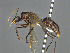  ( - CASENT0414237-D01)  @11 [ ] CreativeCommons  Attribution Non-Commercial Share-Alike (2023) Michele Esposito California Academy of Sciences
