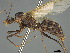  (Camponotus MG m03 - CASENT0414238-D01)  @11 [ ] CreativeCommons  Attribution Non-Commercial Share-Alike (2023) Michele Esposito California Academy of Sciences