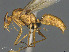  (Camponotus MG m29 - CASENT0476555-D01)  @11 [ ] CreativeCommons  Attribution Non-Commercial Share-Alike (2023) Michele Esposito California Academy of Sciences
