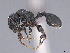  (Terataner FHG47 - CASENT0780563-D01)  @11 [ ] CreativeCommons  Attribution Non-Commercial Share-Alike (2024) Michele Esposito California Academy of Sciences