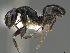  ( - CASENT0872504-D01)  @11 [ ] CreativeCommons  Attribution Non-Commercial Share-Alike (2023) Michele Esposito California Academy of Sciences