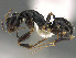  ( - CASENT0872505-D01)  @11 [ ] CreativeCommons  Attribution Non-Commercial Share-Alike (2023) Michele Esposito California Academy of Sciences