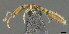  ( - CASENT0898062-D03)  @11 [ ] CreativeCommons  Attribution (2022) California Academy of Sciences California Academy of Sciences