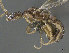  (Leptanilla SPA-07 - CASENT0898087-D01)  @11 [ ] CreativeCommons  Attribution (2022) California Academy of Sciences California Academy of Sciences