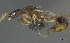  ( - CASENT0898088-D03)  @11 [ ] CreativeCommons  Attribution (2022) California Academy of Sciences California Academy of Sciences