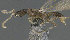  (Leptanilla SPA-10 - CASENT0898094-D01)  @11 [ ] CreativeCommons  Attribution (2022) California Academy of Sciences California Academy of Sciences
