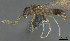  (Leptanilla SPA-AFR-04 - CASENT0898120-D01)  @11 [ ] CreativeCommons  Attribution (2022) California Academy of Sciences California Academy of Sciences