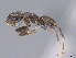  ( - CASENT0898426-D01)  @11 [ ] CreativeCommons  Attribution Non-Commercial Share-Alike (2024) Michele Esposito California Academy of Sciences