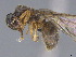  ( - CASENT0923679-D01)  @11 [ ] CreativeCommons  Attribution Non-Commercial Share-Alike (2024) Michele Esposito California Academy of Sciences