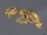  (Tapinoma subtile cf - CASENT0923745-D01)  @11 [ ] CreativeCommons  Attribution Non-Commercial Share-Alike (2024) Michele Esposito California Academy of Sciences