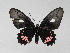  ( - LCB0045)  @12 [ ] Copyright (2011) Christian Brevignon Research collection of L. and C. Brevignon
