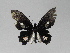  ( - LCB0046)  @12 [ ] Copyright (2011) Christian Brevignon Research collection of L. and C. Brevignon